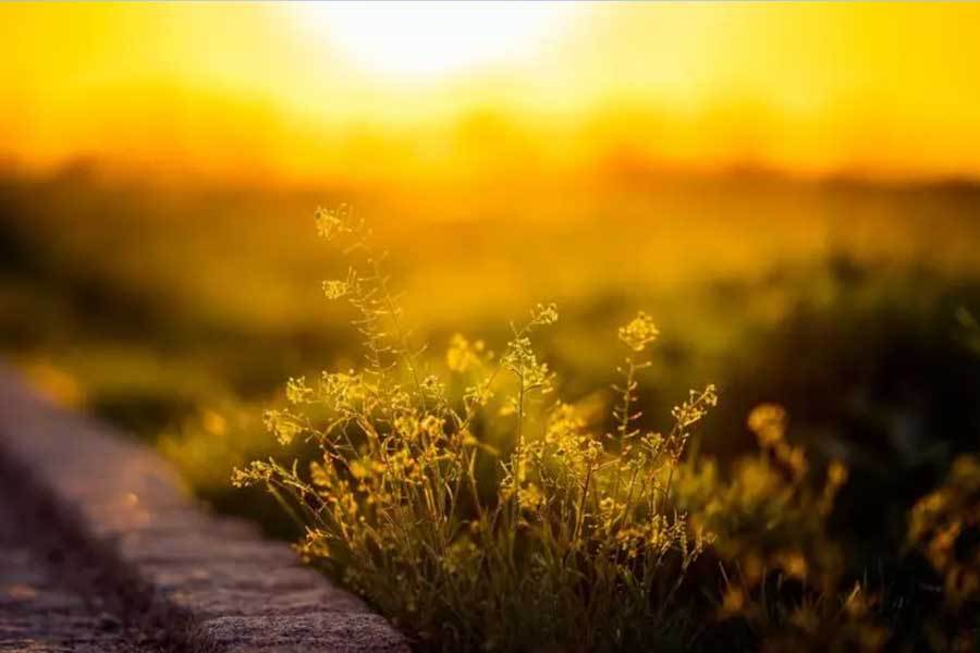 开云网址-橄榄球团队协同作战，拿下赛季首胜